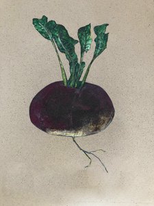 Turnip, 2024