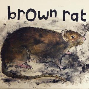 Brown Rat, 2021