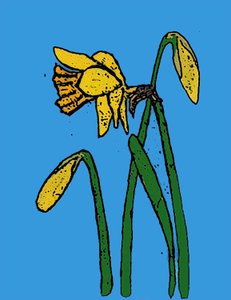 Daffodils by Sarah Thompson Engels