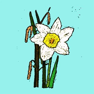 Daffodils, 2015 by Sarah Thompson Engels