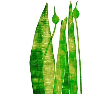 Long Green Things
