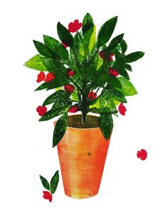 Orange Pot