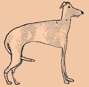 Skinny Dog by Sarah Thompson Engels