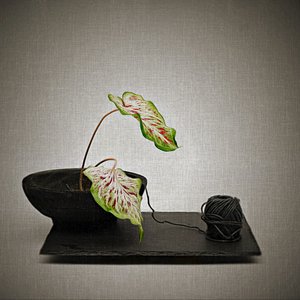 Caladium and Black Yarn by Saskia Dingemans
