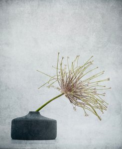Delicate Botanical Still Life by Saskia Dingemans