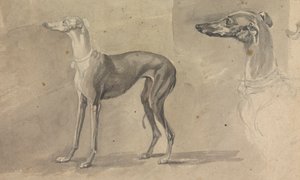 A Greyhound