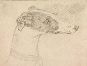 Head Portrait of Greyhound by Sawrey Gilpin