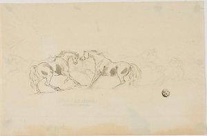 Horses Fighting