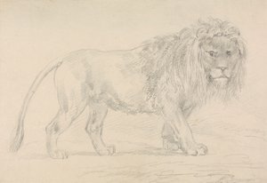 Lion Walking