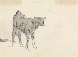 Study of a Calf