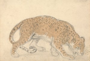 Study of a Leopard