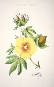 A cotton plant by School American