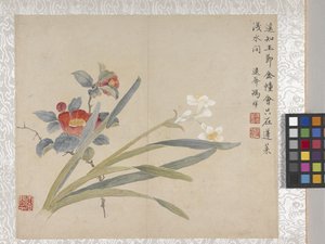 8 Leaf Album of Flowers, mid 1700s by School Chinese