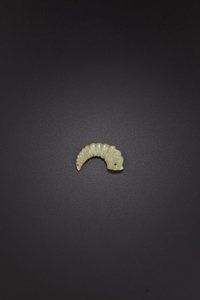 Dragon-Silkworm Pendant, Late Shang-Early Western Zhou Dynasty by School Chinese