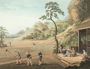 Tea production, c. 1820 by School Chinese