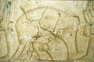 Ancient Egypt, Wall carving/painting, Tomb of Petosiris, Tuna Gabel, Tuna el Gebel, 300 BC, A calf trying to suckle by School Egyptian