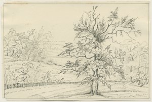 Cannock Chase by School English