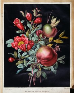 Pomegranate and its flower - botanical board