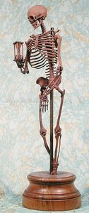 Small model skeleton by School French
