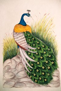 Miniature Painting on Silk Peacock by School Indian