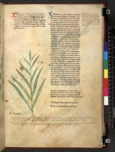 Tractatus de herbis (Herbal) c.1280-1310 by School Italian
