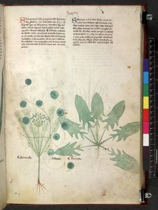 Tractatus de herbis (Herbal) c.1280-1310 by School Italian