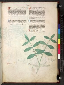 Tractatus de herbis (Herbal) c.1280-1310 by School Italian