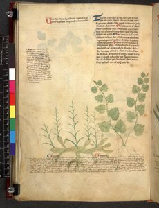 Tractatus de herbis (Herbal) c.1280-1310 by School Italian