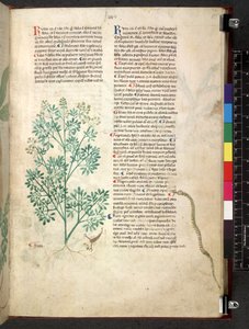 Tractatus de herbis (Herbal) by School Italian