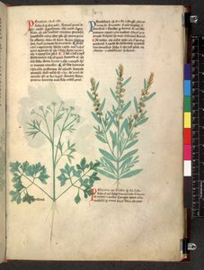 Tractatus de herbis (Herbal) by School Italian