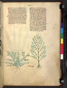 Tractatus de herbis (Herbal) by School Italian