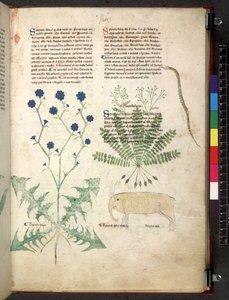 Tractatus de herbis (Herbal) by School Italian