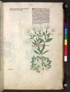 Tractatus de herbis (Herbal) by School Italian