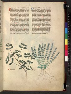 Tractatus de herbis (Herbal) by School Italian