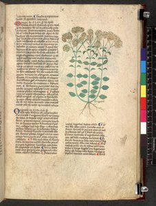 Tractatus de herbis (Herbal) by School Italian