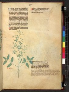 Tractatus de herbis (Herbal) by School Italian