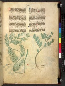 Tractatus de herbis (Herbal) by School Italian