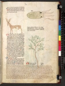 Tractatus de herbis (Herbal) by School Italian