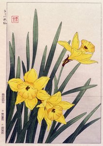 Close Daffodils - Japanese print
