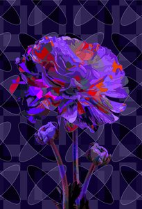 Carnation, 2019