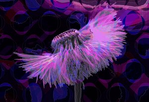 Dandelion, 2019