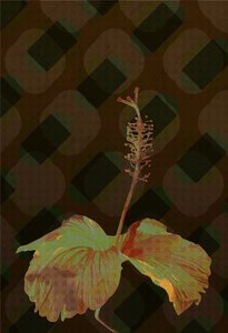 Hibiscus,2