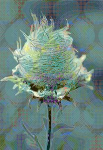 Wood Avens3, 2019