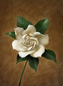 Gardenia by Scott McKowen