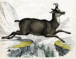 Antique Print of a Chamois by Scottish School