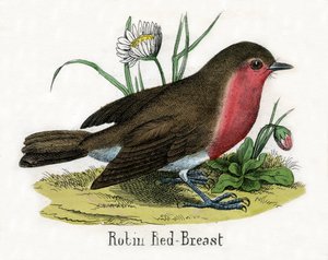 Antique Print of a European Robin by Scottish School