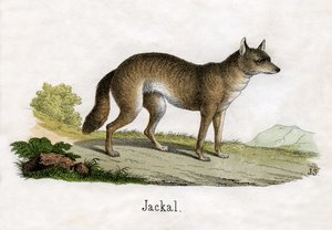 Antique Print of a Jackal by Scottish School