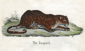 Antique Print of an African Leopard