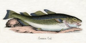 Antique Print of an Atlantic Cod by Scottish School