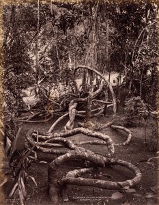 A Creeper in the Peradeniya Gardens, Ceylon by Scowen and Co.